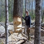 West Michigan Beaver trapping and removal services.